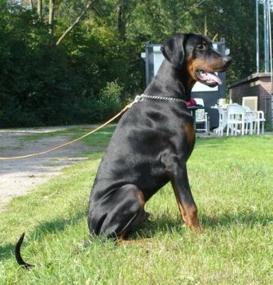 Graaf Vasquo v. Neerlands Stam | Black Doberman Pinscher
