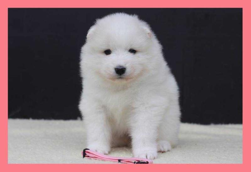 CADENCE MARYANNE Gold Warden | Samoyed 