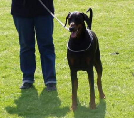 Faith Latoya v.d. Dobermann-Borgh | Black Doberman Pinscher