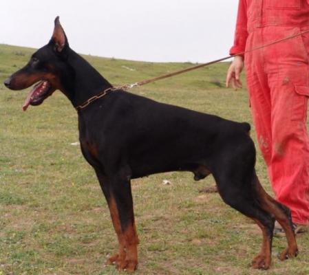 S'Lichobor Bysan | Black Doberman Pinscher