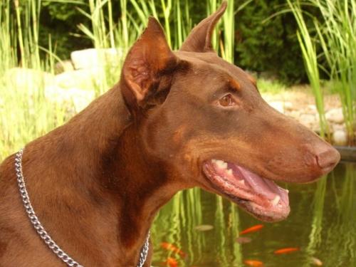 Cserkészparki Cappuccino | Brown Doberman Pinscher