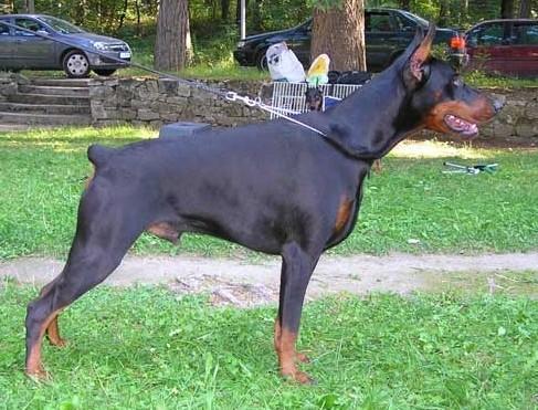 Sant Kreal Dedal | Black Doberman Pinscher