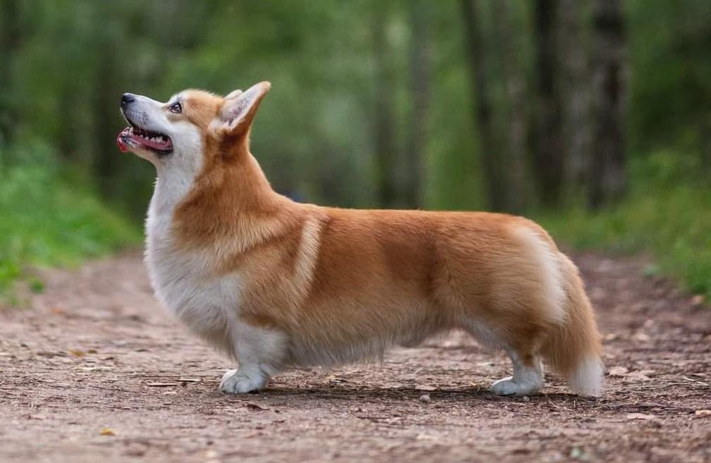 Akswell Hummer | Pembroke Welsh Corgi 