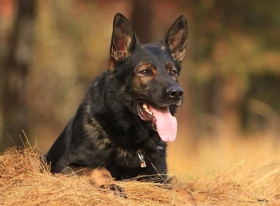 Faro von den Trombacher Wölfen | German Shepherd Dog 