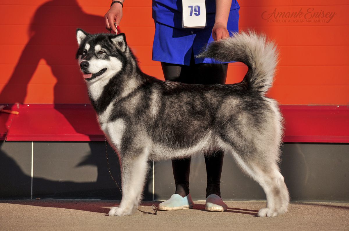 Amank Enisey Gothic Girl | Alaskan Malamute 