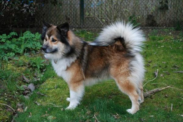 Mánaskálar Dagur | Icelandic Sheepdog 