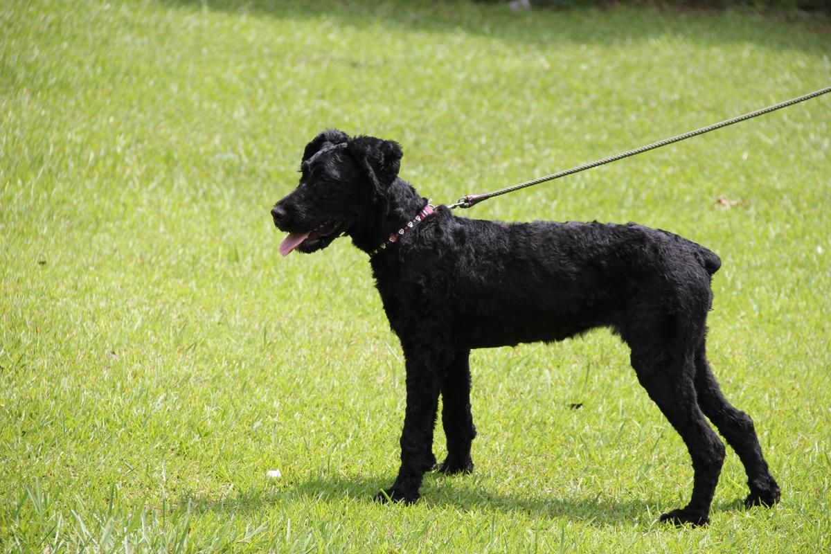 Ivory Elsa De Maitre De Noir | Bouvier des Flandres 