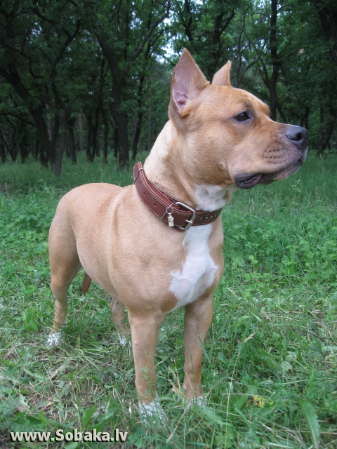 Odri Totty | American Staffordshire Terrier 