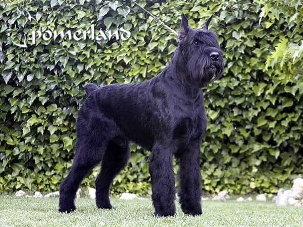 Remix De Pomerland | Giant Schnauzer 