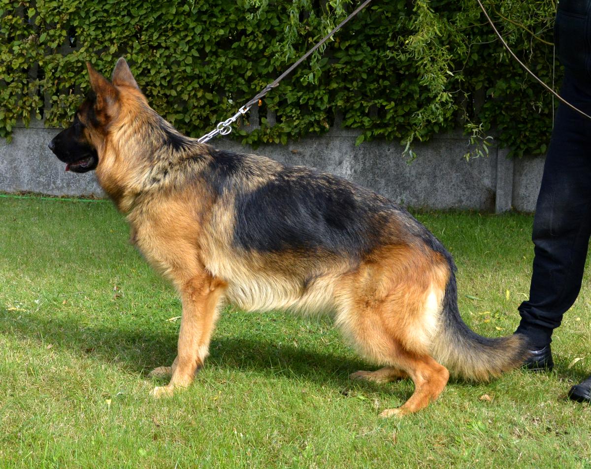 Petita Darkaro | German Shepherd Dog 