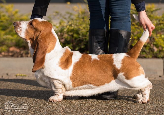 Wicca Lady Barnett's | Basset Hound 