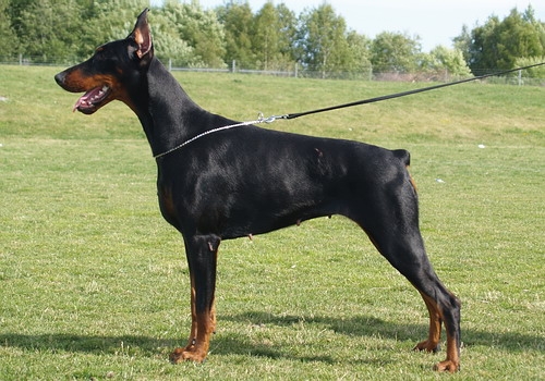 Sant Kreal Domino | Black Doberman Pinscher