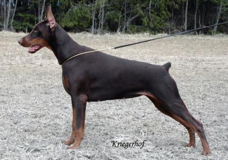 Sant Kreal Demetra | Brown Doberman Pinscher