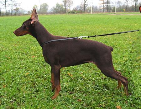 Sant Kreal Diva Diana | Brown Doberman Pinscher