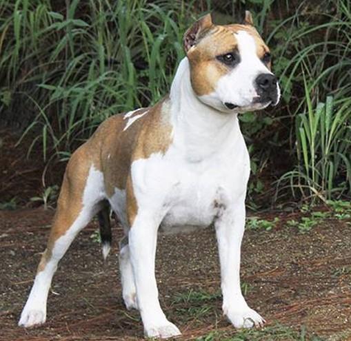 Poison apple coca | American Staffordshire Terrier 
