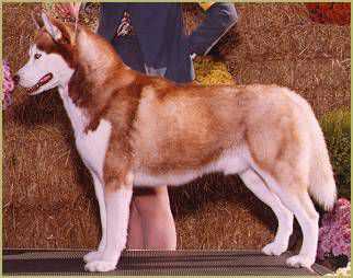 TRILLIUM BLUE'S MYSTIC MYTUK OF ASLAN | Siberian Husky 