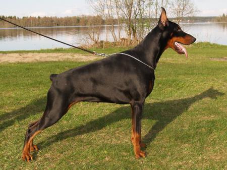 Sant Kreal Galaxy | Black Doberman Pinscher