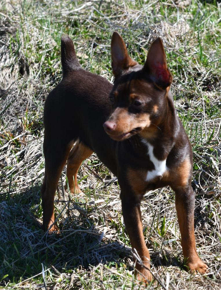 Hall's Arpina Rising Sun | Rat Terrier 