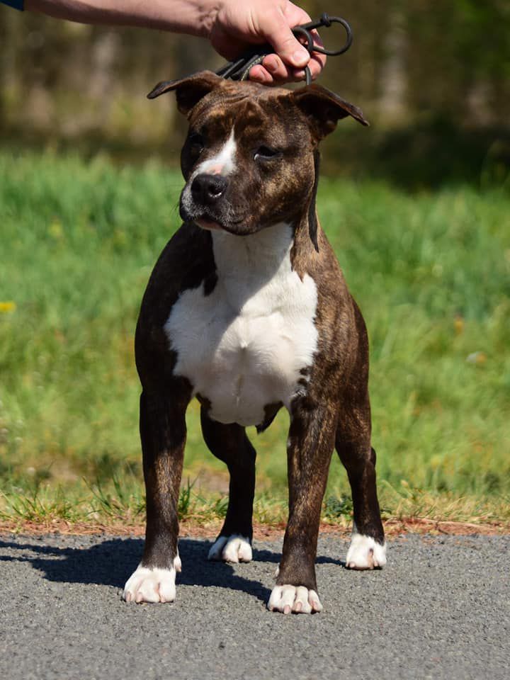 Ruby Danterstar | American Staffordshire Terrier 
