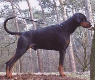 Chesna Les Deux Peupliers | Black Doberman Pinscher