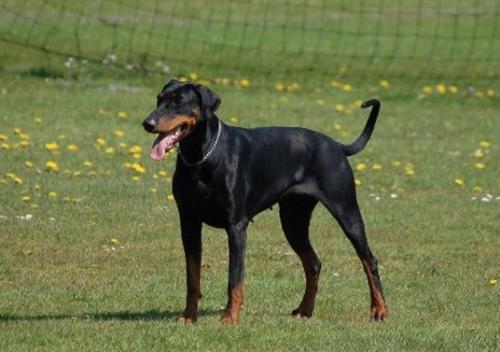 Lady Adira v.d. Hydrastate | Black Doberman Pinscher