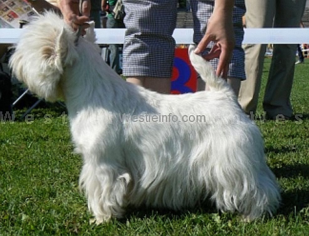 Whitebriar Jaunt to Minna | West Highland White Terrier 