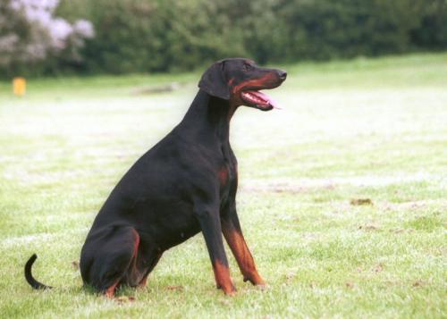 Zana Indy v.d. Berkensingel | Black Doberman Pinscher