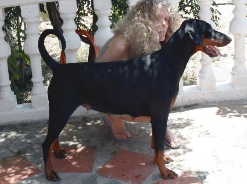 Gravin Sameliah v. Neêrlands Stam | Black Doberman Pinscher