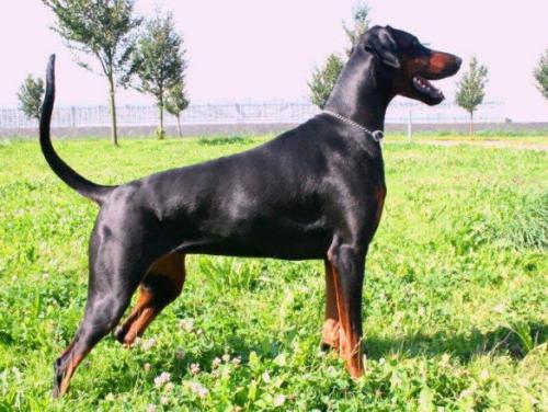 Phemma v. Assindia | Black Doberman Pinscher