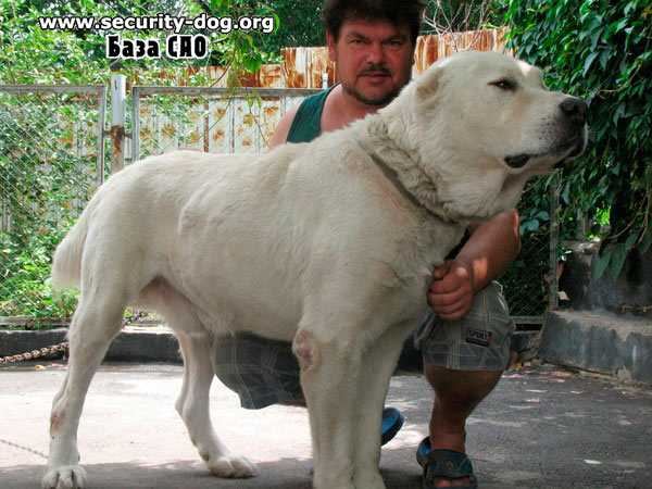 Akush (Kazakhstan) | Central Asian Shepherd Dog 