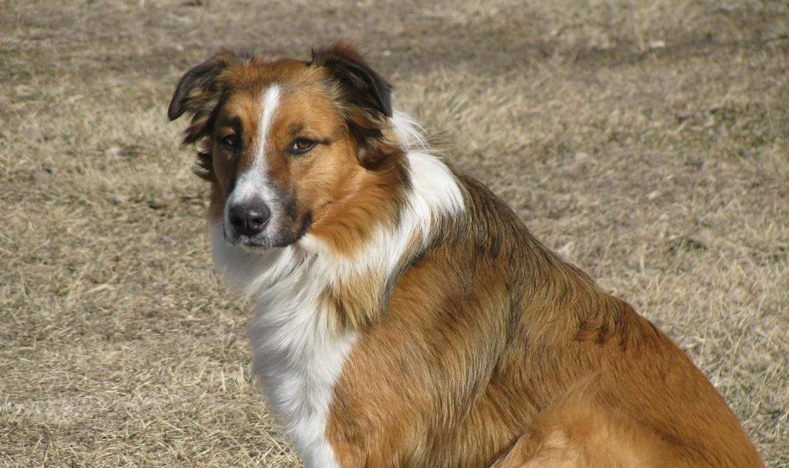 Martin's Deep South Georgia Rainbow | English Shepherd 