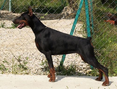 Nebrasca Dolly di Altobello | Black Doberman Pinscher