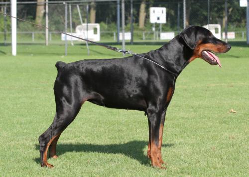 Electra v.h. Wantishof | Black Doberman Pinscher