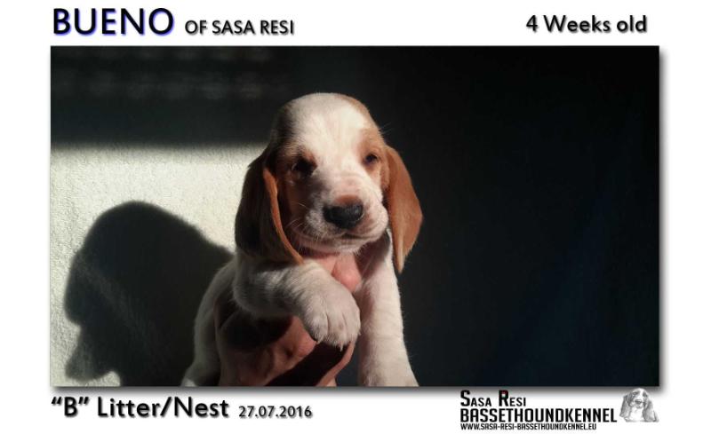 Bueno of Sasa Resi | Basset Hound 