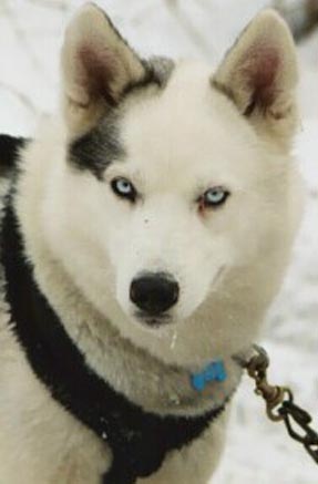 Kaylenberg's Apache Spirit | Siberian Husky 