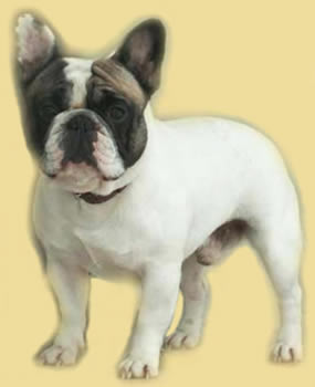 Shepherd Du Champagne | French Bulldog 