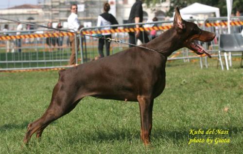 Kuba del Nasi | Brown Doberman Pinscher