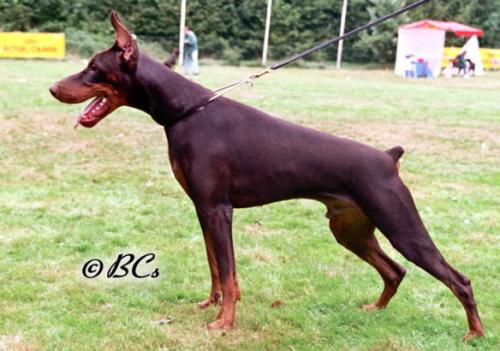 Fireghost (DS126735) | Brown Doberman Pinscher