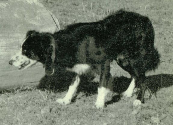 Kyneton Moss | Border Collie 