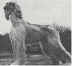 Turalanah Tajah | Afghan Hound 