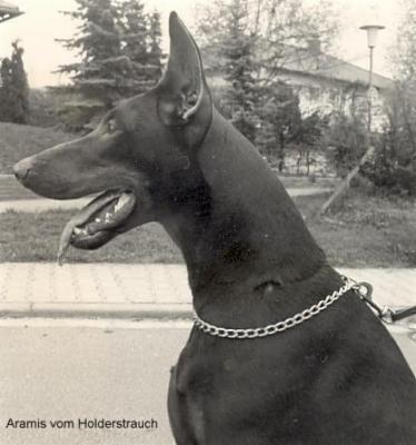 Aramis v. Holderstrauch | Brown Doberman Pinscher