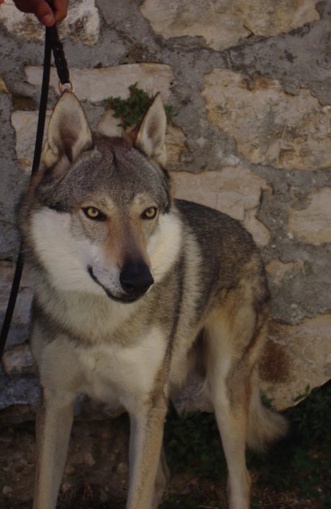 Echo Crying Wolf | Czechoslovakian Wolfdog 