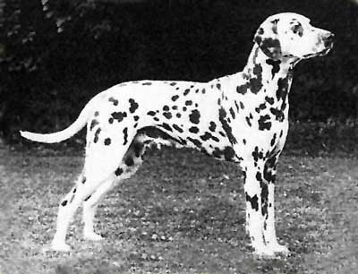 Vinca's CASTOR OLBERO | Dalmatian 