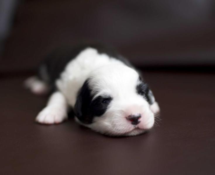 ELFBORG ZANZIBAR | Cardigan Welsh Corgi 