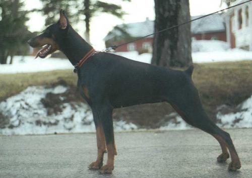 Ken-Ti's Zalista | Black Doberman Pinscher