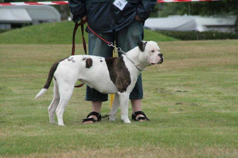 Skymberg's Caylee | American Bulldog 
