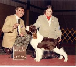 Northgate's Dusty Rose | English Springer Spaniel 