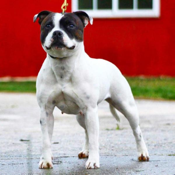 Haruko Iron Lady | Staffordshire Bull Terrier 