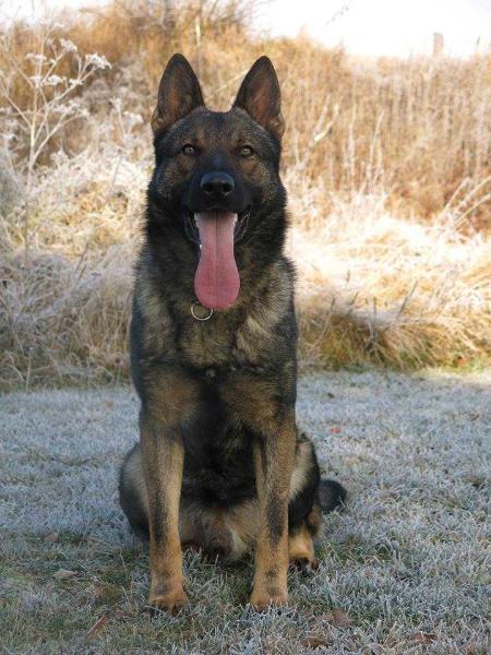 Viky z Tresnaku | German Shepherd Dog 