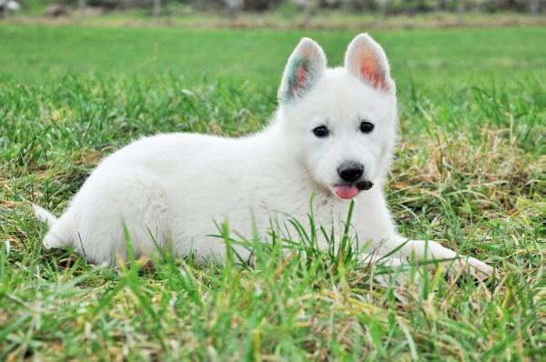 Abris Artay of Highland | White Swiss Shepherd Dog 